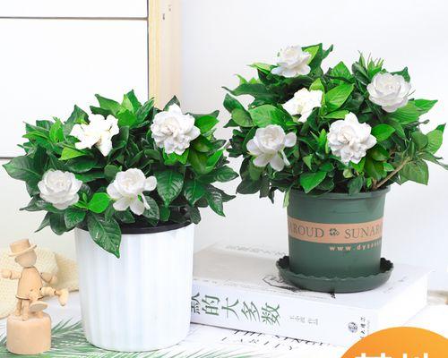 栀子花怎么养开花（了解栀子花养护技巧）