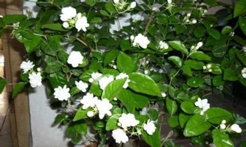 茉莉花应该如何养护（盆栽茉莉花养殖方法）