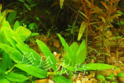 水榕水草怎么养（水榕水草养殖方法讲解）