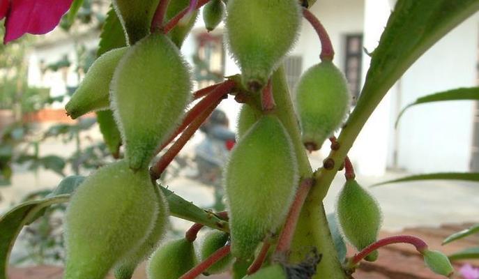 凤仙花怎么传播种子的方法（凤仙花传播种子的方法和条件）