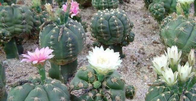 仙人球如何种植（仙人球的种植方法与技巧）
