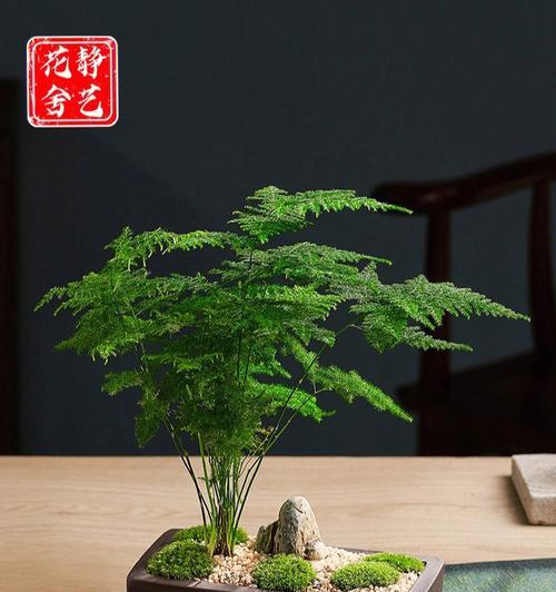 文竹盆景怎么养（盆栽文竹的养殖方法和注意事项）