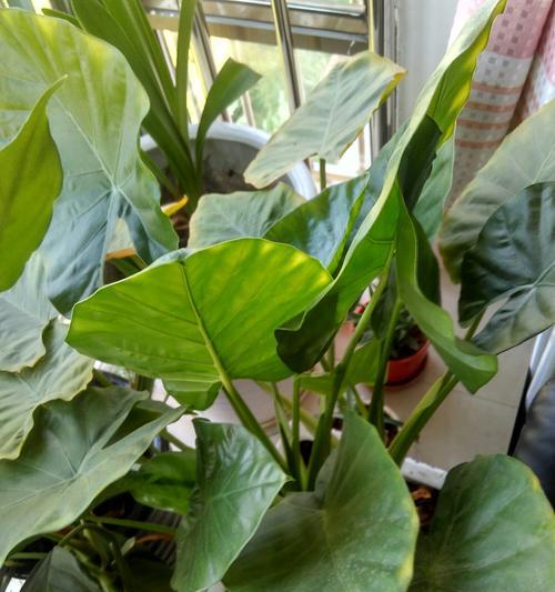 滴水观音几月份开花（了解滴水观音的花期季节）