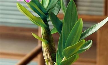 如何栽植兰花（兰花的栽培技术与养护）