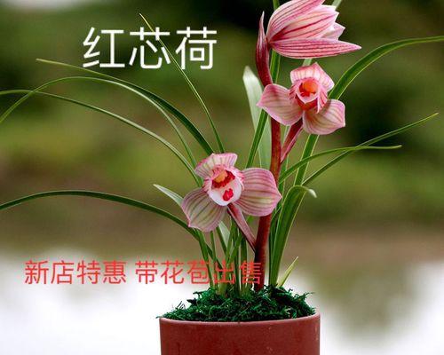 如何栽植兰花（兰花的栽培技术与养护）