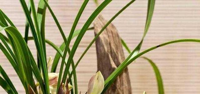 如何栽植兰花（兰花的栽培技术与养护）