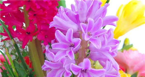 淡紫色风信子花语-传递优雅与祝福（优雅的淡紫色风信子）