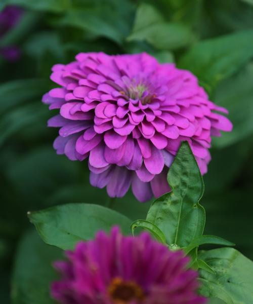 紫色菊花的花语及代表意义（探索紫色菊花所传递的深意与情感）