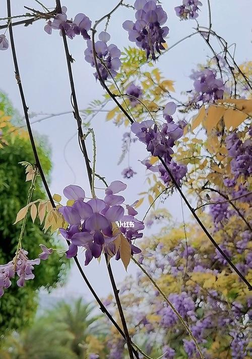 紫藤花之美与意义（探寻紫藤花的象征和文化内涵）
