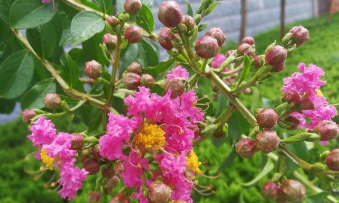 紫薇花的花语与传说（探索紫薇花的神秘与美丽）