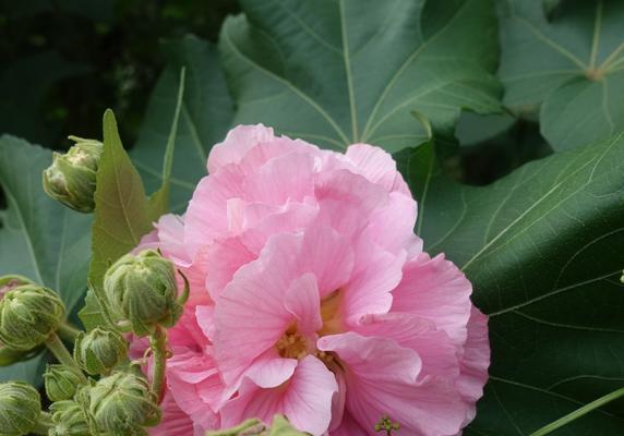 芙蓉花的意义与传说（探寻芙蓉花的美丽与神秘）