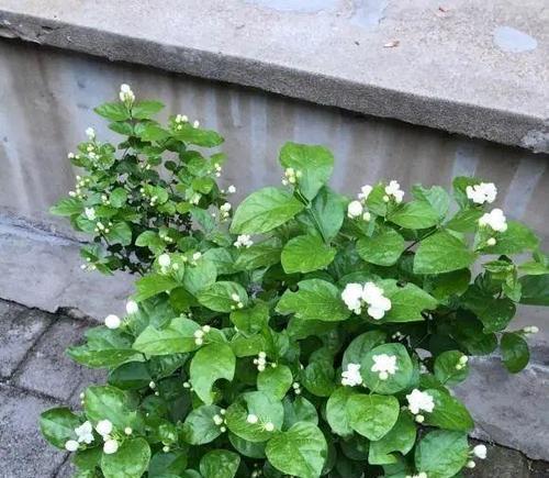 茉莉花（茉莉花的特征与文化意义）