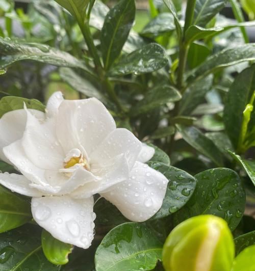 栀子花——芬芳绽放的美丽（探索栀子花的花语之谜）