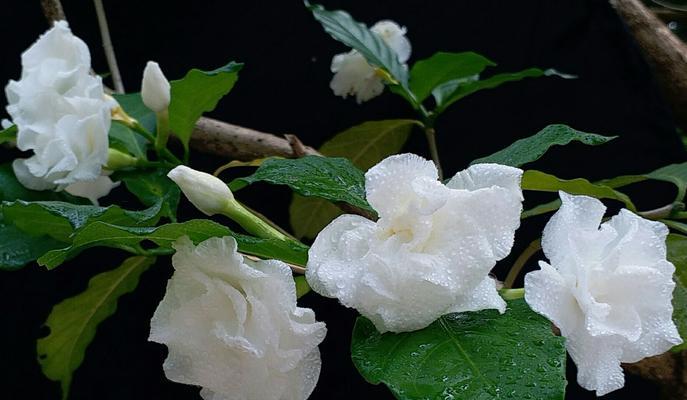 栀子花的芳华绽放（以栀子花开）