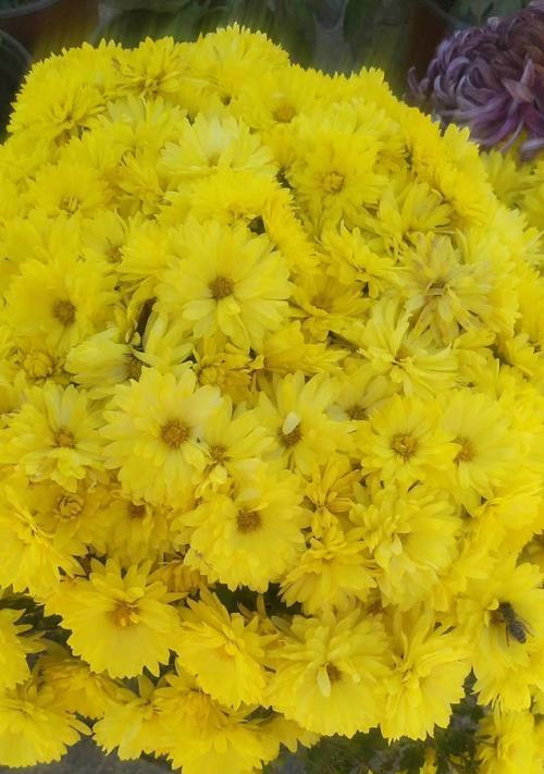 黄色菊花的花语解读（以黄色菊花为主题的花语及寓意解析）