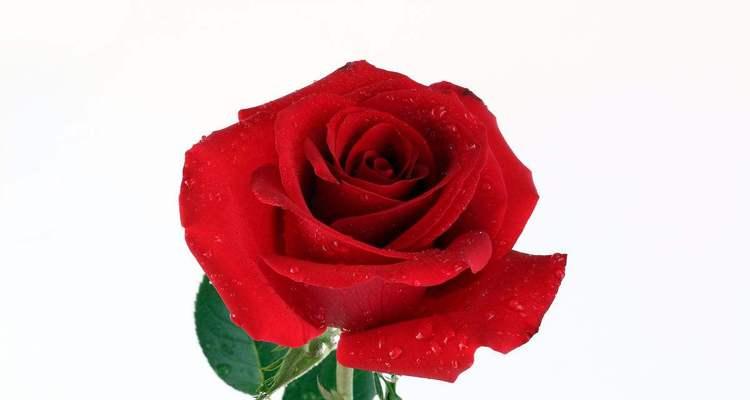 14朵玫瑰的花语之意义与传承(一束玫瑰花藏着的情感和寓意)