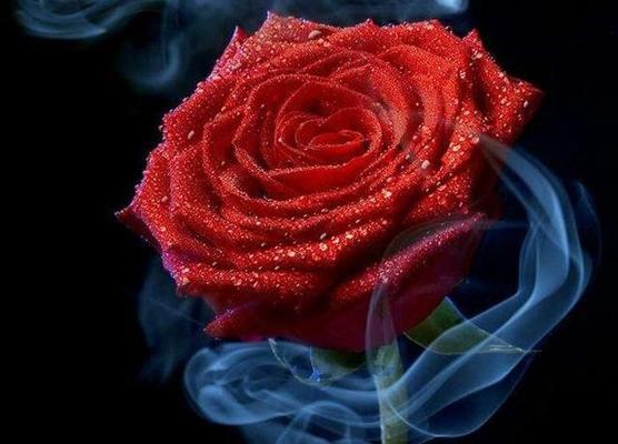 15朵玫瑰花语之美（深情表达与浪漫告白）