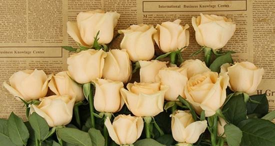 34朵玫瑰的花语与寓意（一束玫瑰代表的爱情誓言）