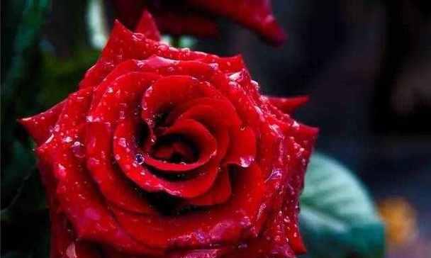 55朵玫瑰的花语解读（浪漫）