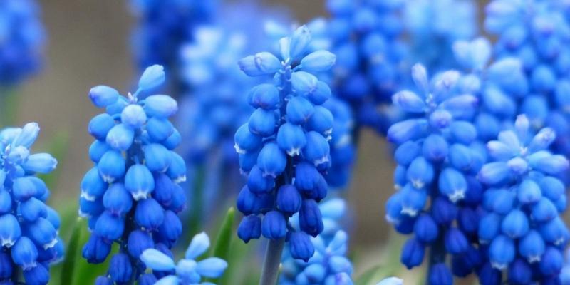 白风信子的花语和代表意义（美丽清香的白风信子）