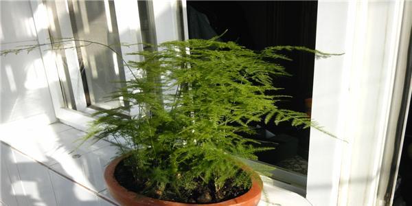 怎样栽培文竹（分享养文竹的诀窍）