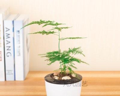 怎样栽培文竹（分享养文竹的诀窍）