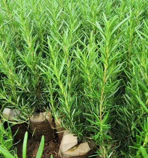 迷迭香的种植方法与价值（迷迭香栽培技术）