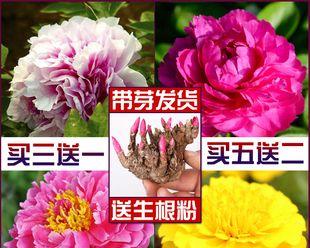 栽芍药正确的方法是什么（种植芍药的注意事项）