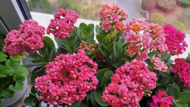 漂亮的长寿花有哪些品种（盘点六种常见的长寿花）