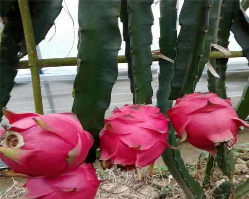 火龙果树苗怎么栽培（火龙果栽培技术要点）