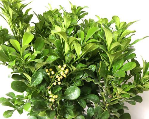 米兰花如何养殖（米兰花的养殖方法和注意事项）