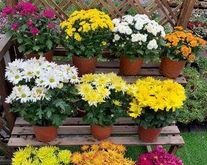 盆栽菊花怎么养(菊花栽培技术要点)