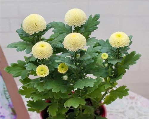 盆栽菊花怎么养（菊花栽培技术要点）