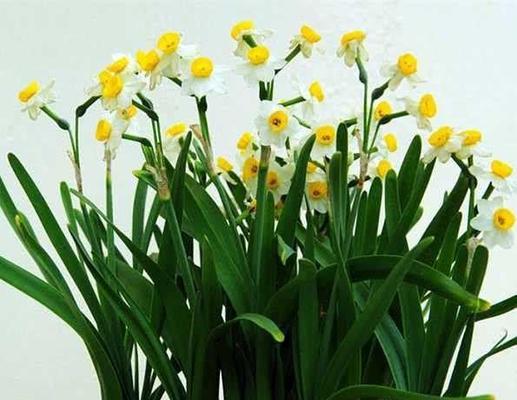 水仙花要养多久才会开花（栽培水仙花的注意事项）