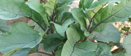 茄子怎么种才能高产（茄子种植方法与技术）
