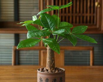 发财树怎样栽培才能活（发财树的栽培技术要点）