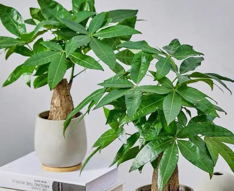 发财树怎样栽培才能活（发财树的栽培技术要点）