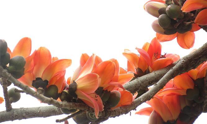 木棉树的寓意象征是什么意思(了解木棉花语及代表意义)
