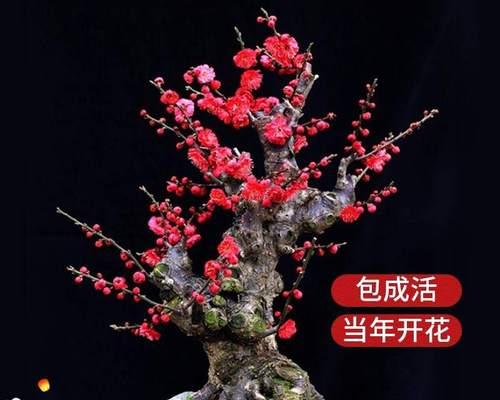 腊梅的种子几月份种（腊梅种植方法和时间）