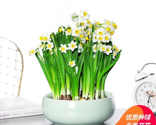水培植物哪些比较好养（最适合水养的植物排名）