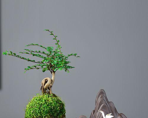 水培植物哪些比较好养（最适合水养的植物排名）