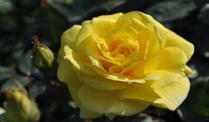 黄玫瑰的品种有几种（常见的黄玫瑰种类介绍）