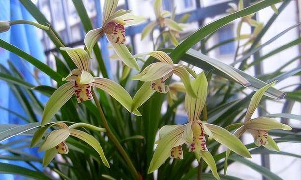 兰花种植方法是什么（栽培兰花的注意事项）