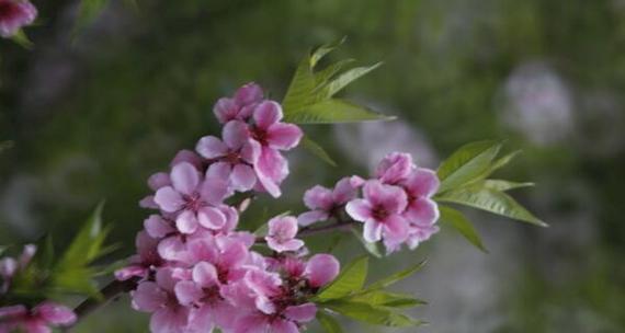 桃花几月开花哪个季节（关于桃花的花期季节）