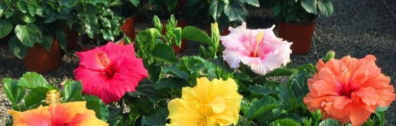 木槿花怎么养殖（木槿花种植方法和时间）