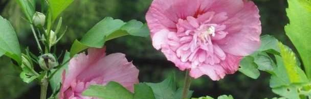 木槿花怎么养殖（木槿花种植方法和时间）