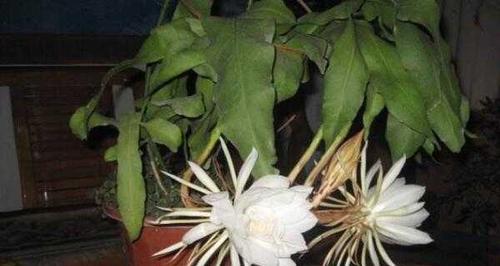 昙花栽培养殖技术（昙花的栽培与管理）