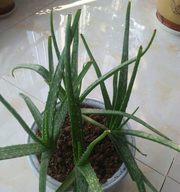 冬天芦荟怎么浇水（冬天芦荟怎么浇水）