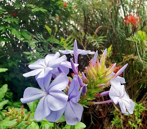 蓝花丹的花语与象征意义（探寻蓝花丹所代表的美丽和神秘）