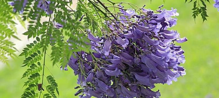 蓝花楹花语之美丽与希望（蓝花楹花语的含义及象征意义）